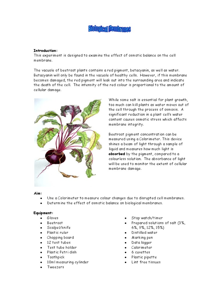 Beetroot Membrane Permeability Experiment | PDF | Osmosis | Absorbance
