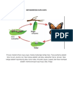 Metamorfosis Kupu