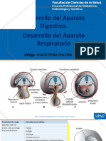 s13 - PPT - Desarrollo Del Aparato Digestivo y Respiratorio.