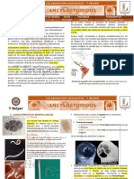 P2-B3. Ancylostomidos