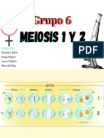 Meiosis 1 y 2