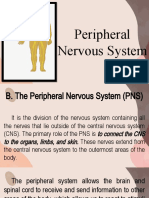 PNS: How the Peripheral Nervous System Connects the Brain and Body