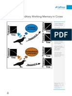 Categorical Auditory Working Memory in Crows