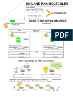 Nucleic Acids: DNA Nucleotide or RNA Nucleotide?