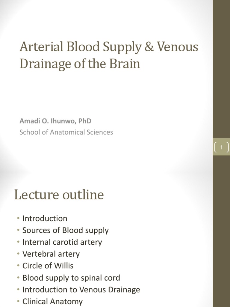 Brain Blood Supply and Venous Drainage | PDF | Cerebral Cortex | Spinal ...