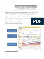 În literatura curentă de specialitate sunt date despre rolul neuromodulator în reglarea funcţiei reproductive