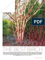 Choosing The Best Birch