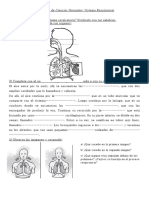 Sistema Respiratorio