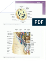 Anatomia Clinica Pro 2da Edicion