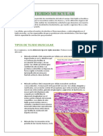 Tejido Muscular. Pereda Acuña Francini