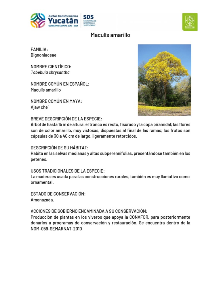 Maculís Amarillo: Especie Amenazada | PDF