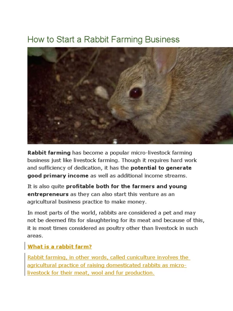 How To Start A Rabbit Farming Business PDF Rabbit Livestock