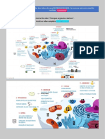Principais Organelas Celulares