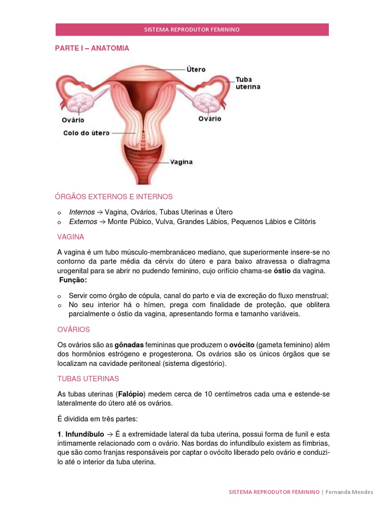Sistema Reprodutor Feminino | PDF | Sistema reprodutivo | Clitóris, image size:768x1024