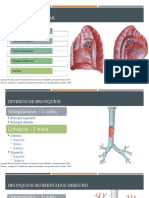 Anatomía Pulmonar