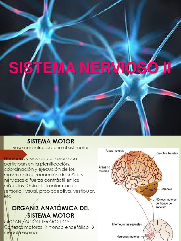 Comprensión del sistema motor humano: Una introducción a la ...