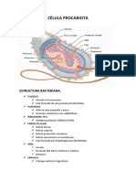 Célula Procariota