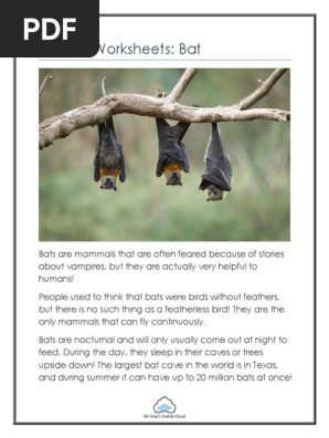 Bat