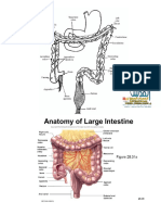 Anatomy of Large Intestine - 041020094918