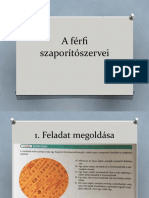 A Férfi Szaporitószervei