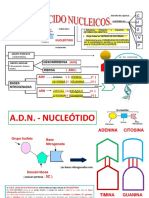 Ácidos Nucleicos-Nucleótido-Mapa-Conceptual-Aa.