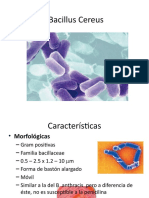 Bacillus Cereus