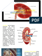 Anatomia Del Riñon