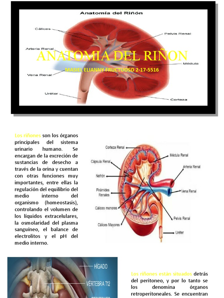 Anatomía y Función del Riñón | PDF | Salud y bienestar