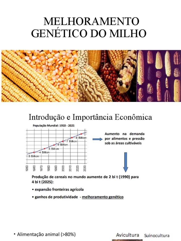 Melhoramento Genético Do Milho, PDF, Milho