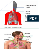 Pembahasan Kel. 03 Sistem Respirasi