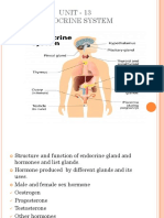 Unit 13 Endocrine Gland