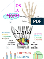 Anatomia Mano