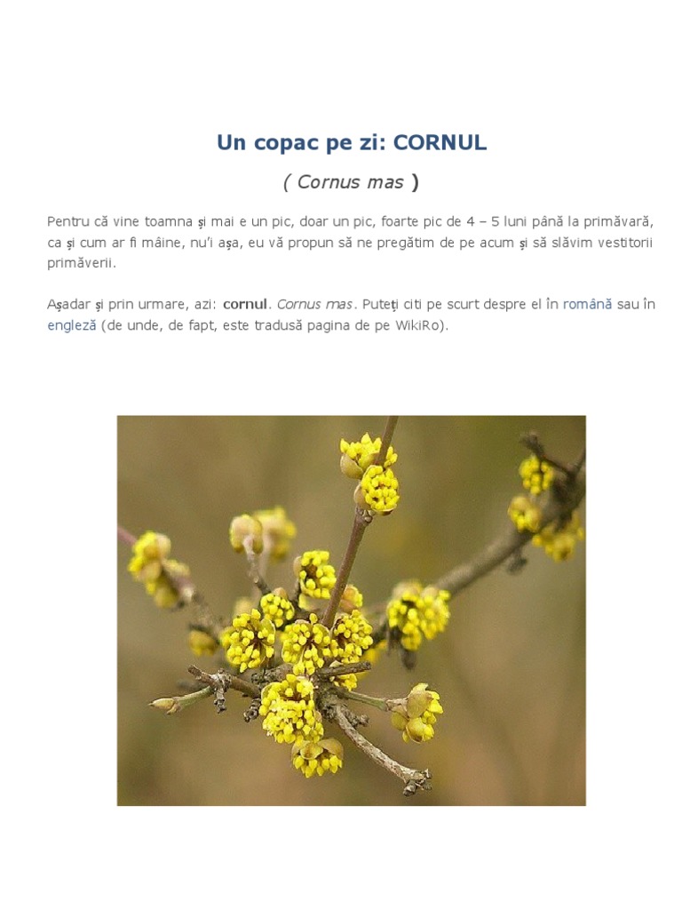 CORNUL | PDF