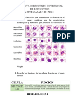 Recuento Diferencial de Leucocitos Mafer Rodriguez