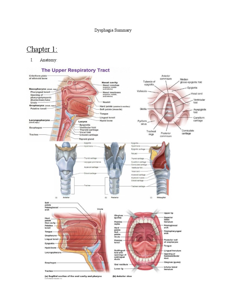 Dysphagia Summary Pdf Esophagus Human Anatomy