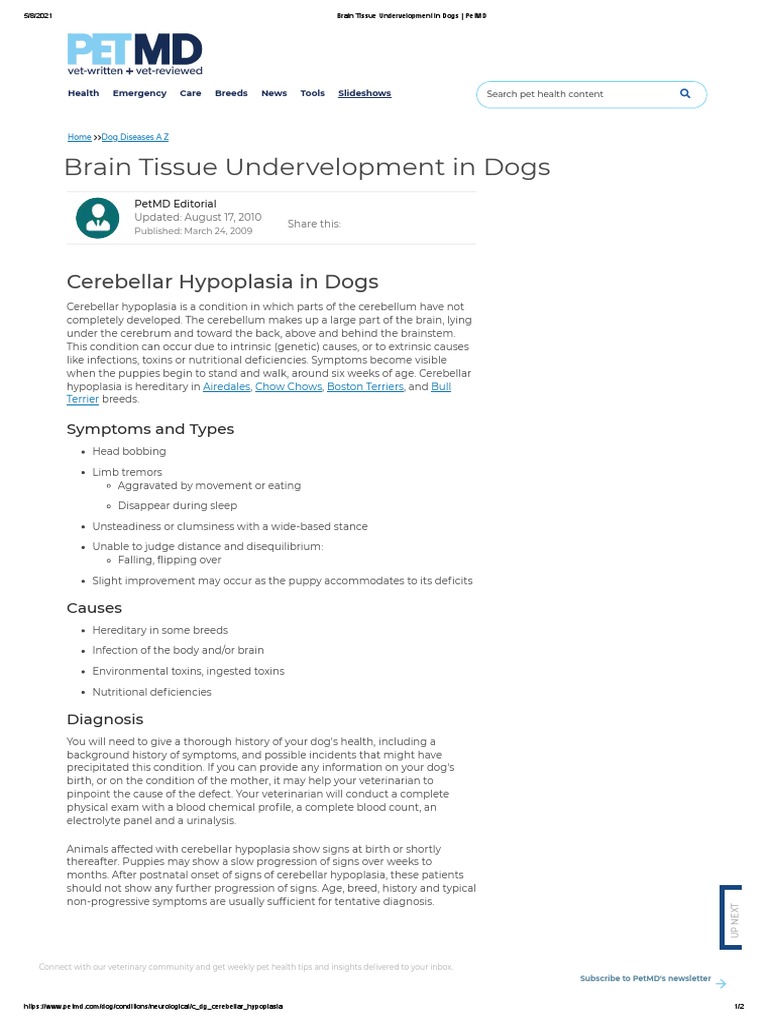 Brain Tissue Undervelopment in Dogs - PetMD | PDF | Cerebellum | Dogs