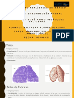 Órganos Del Sistema Inmunológico