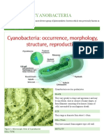 Kingdom Prokaryotae - Cyanobacteria