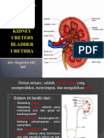 urinary system