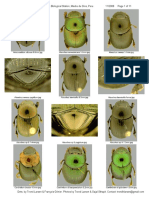 Dung Beetles of Cocha Cashu PERU