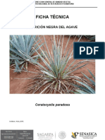 Ficha T Cnica Ceratocystis Paradoxa en Agave Versi N FINAL