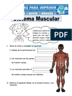 Músculos del cuerpo humano y sus funciones