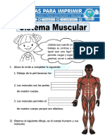 Ficha de Sistema Muscular para Primaria