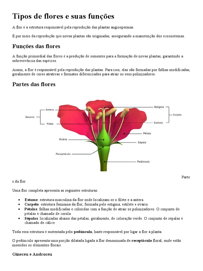 Estrutura e Função das Flores | PDF | Flores | Organismos