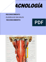 4-Faringe(reconocimiento), Glandulas Salibales(reconocimiento)