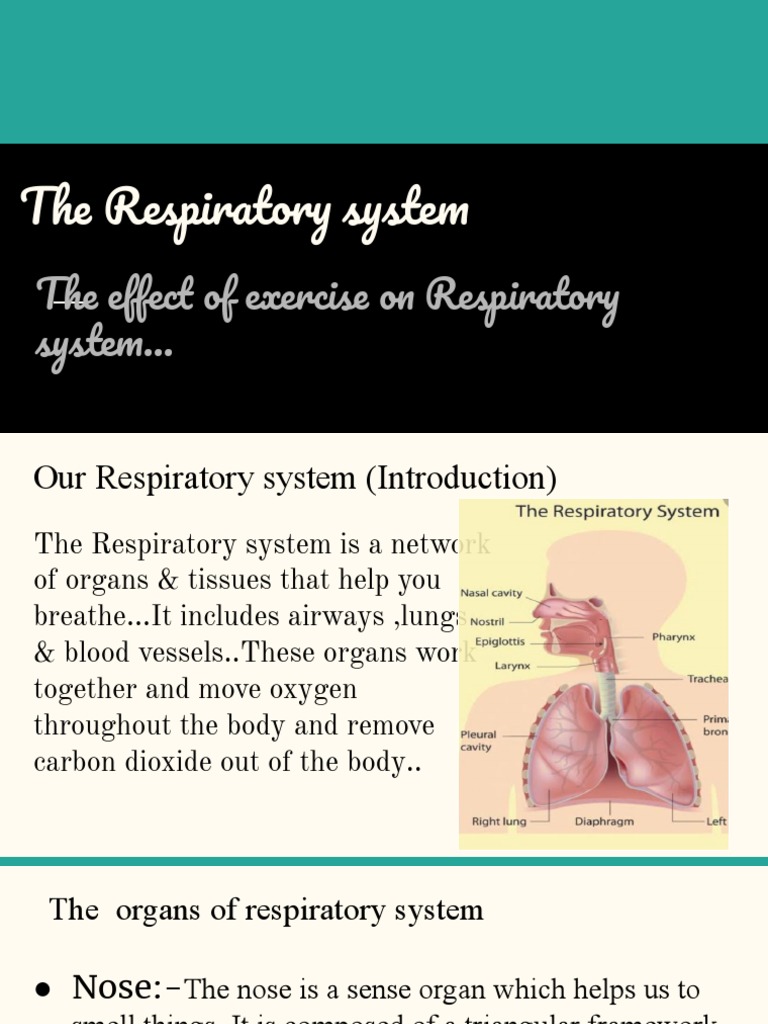 The Effect of Exercise on the Respiratory System | PDF