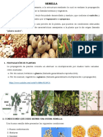 Semillas: propagación, condiciones y germinación en