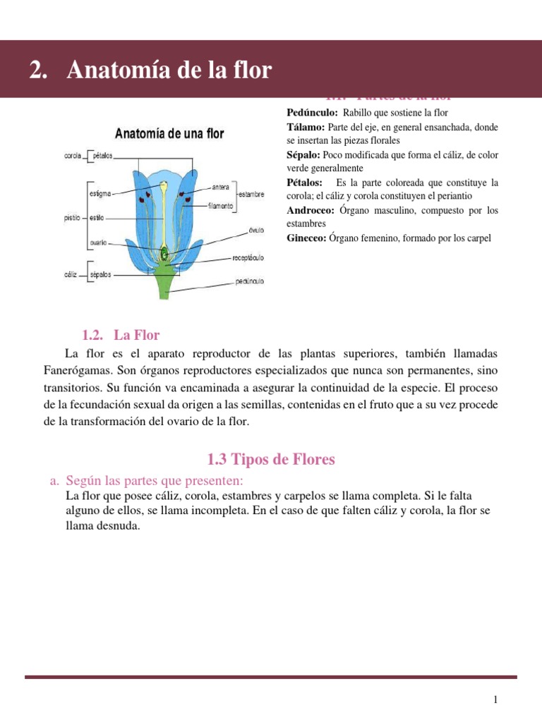 Grupo 2 (Terminado) . | PDF | Flores | Botánica