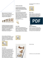 Evolucion Humana Folleto