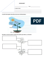 Worksheet Plantas